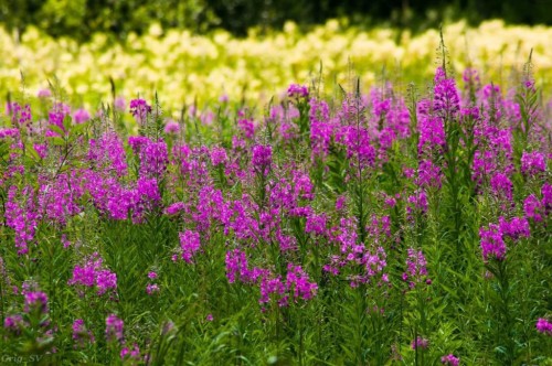 Иван-чай узколистный фото