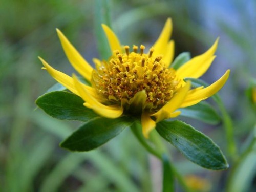 Череда поникшая фото