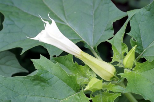 Дурман обыкновенный фото