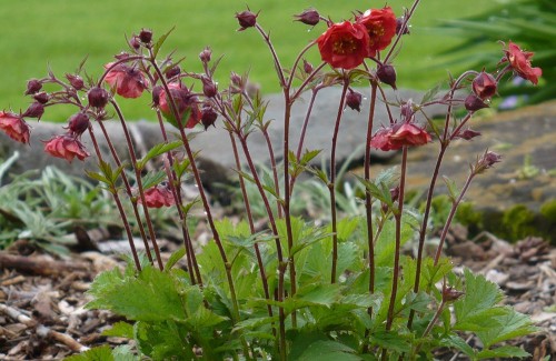 Гравилат речной фото