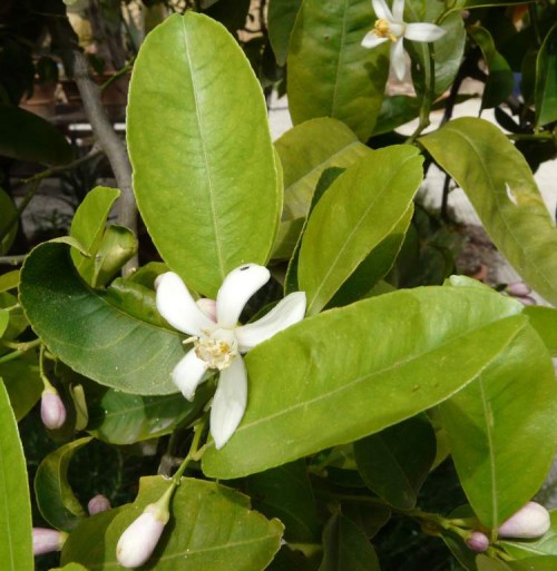 Апельсин фото