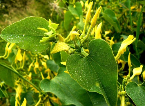 Кирказон обыкновенный фото