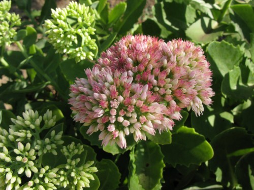 Очиток большой фото