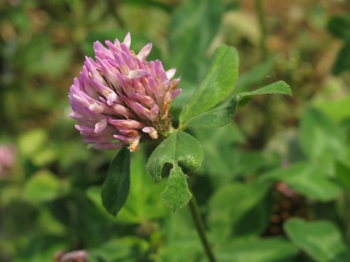 Клевер луговой фото