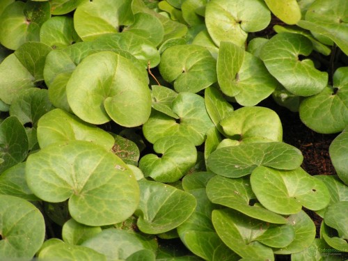 Копытень европейский фото