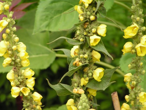 Коровяк густоцветковый фото