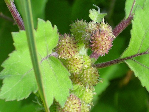 Дурнишник обыкновенный фото