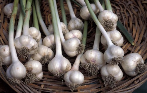 Чеснок посевной  фото