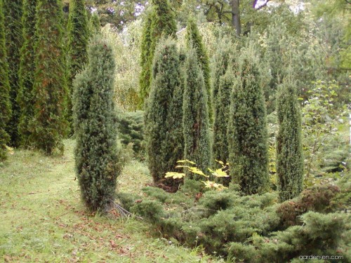 Можжевельник обыкновенный фото