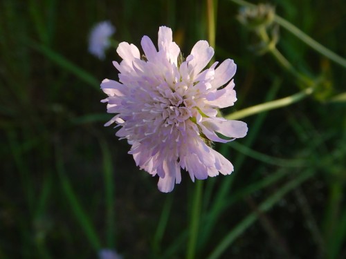 Короставник полевой фото
