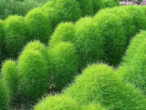 Кохия веничная фото