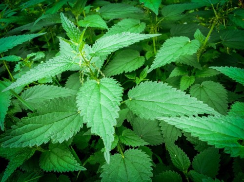 Крапива двудомная фото