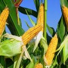Кукуруза фото