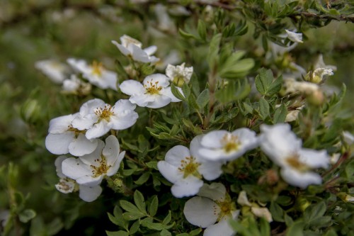 Лапчатка белая фото