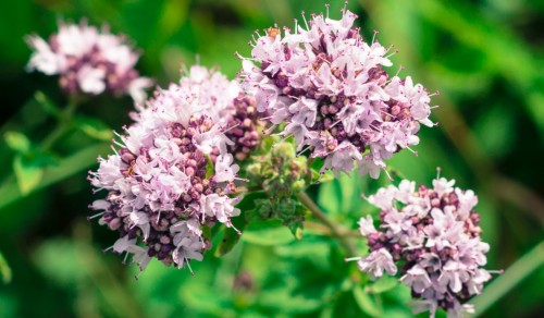 Душица обыкновенная фото