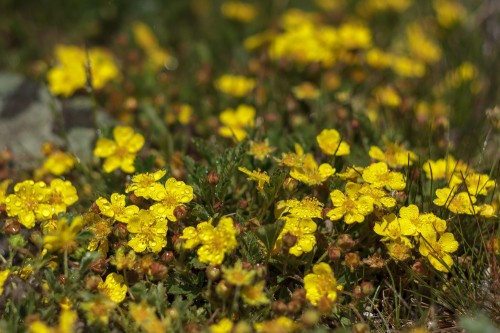 Лапчатка гусиная фото