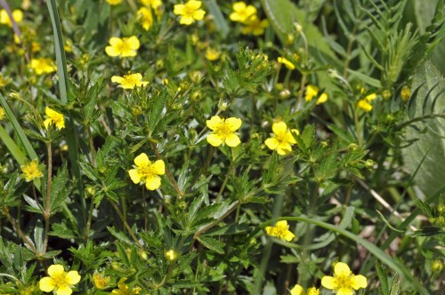 Лапчатка прямостоячая фото