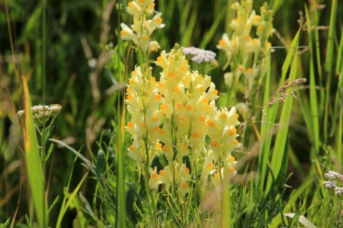 Льнянка обыкновенная фото