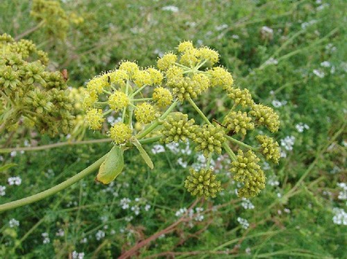 Любисток лекарственный фото