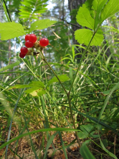 Костяника каменистая фото