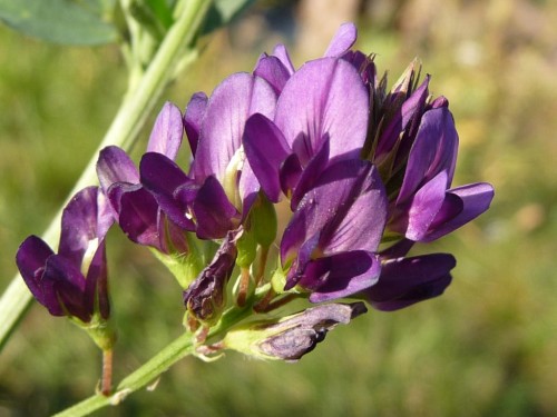 Люцерна посевная фото