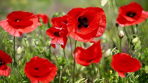 Мак самосейка фото