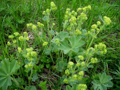 Манжетка обыкновенная фото