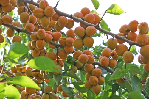 Абрикос обыкновенный фото