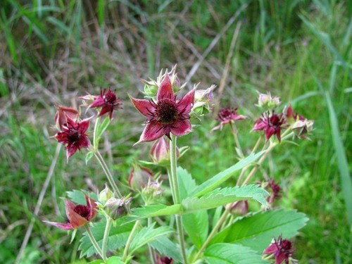 Сабельник болотный фото