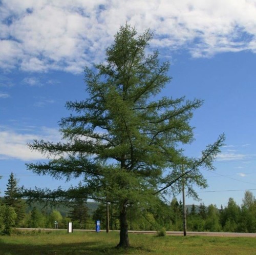 Лиственница сибирская фото