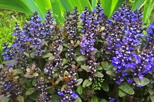 Живучка ползучая фото