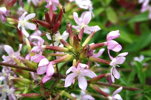 Мыльнянка лекарственная фото
