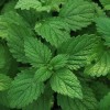 Мята перечная фото