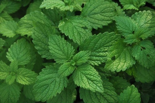 Мята перечная фото
