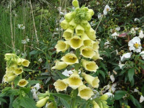 Наперстянка крупноцветковая фото