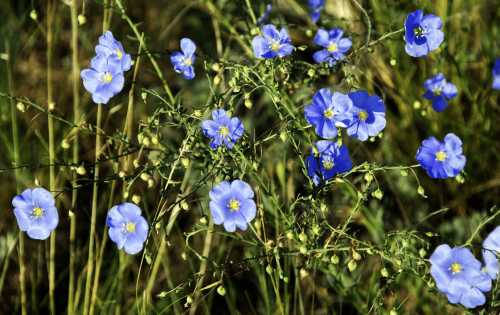 Лён посевной фото