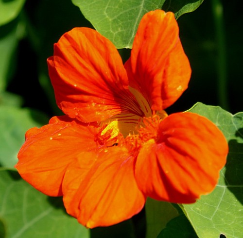 Настурция большая фото