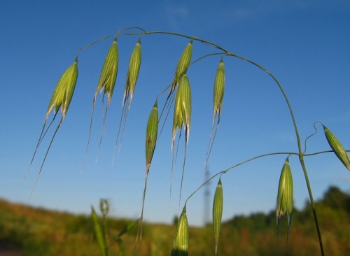 Овес обыкновенный фото