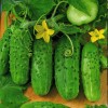 Огурец посевной фото