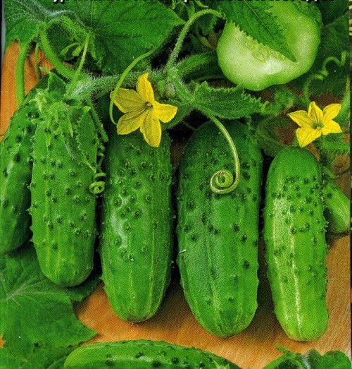 Огурец посевной фото