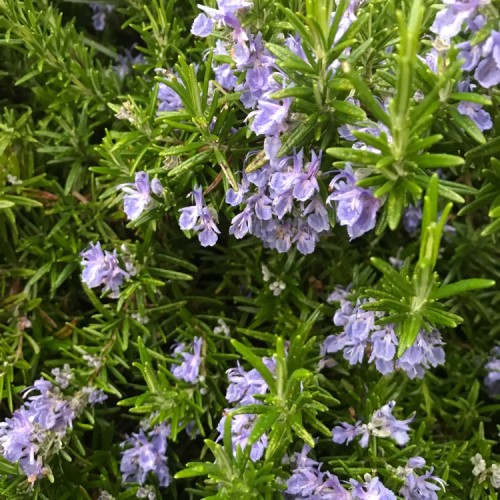 Розмарин обыкновенный фото