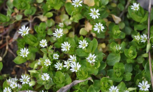 Звездчатка средняя фото