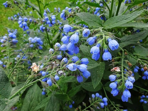 Окопник лекарственный фото