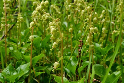 Боровая матка фото