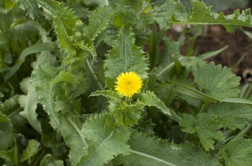 Осот огородный фото