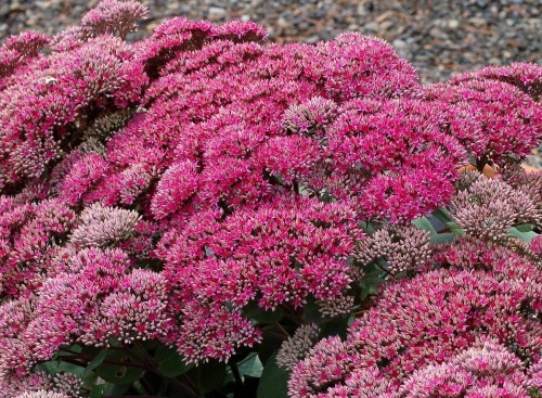 Очиток обыкновенный фото