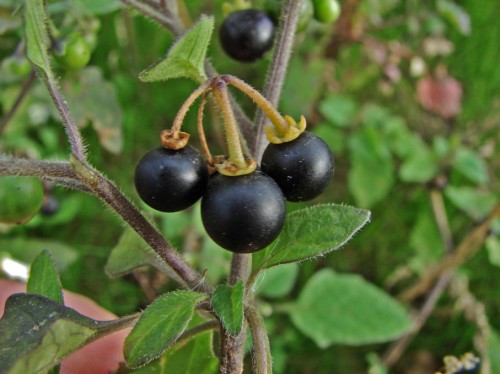 Паслён чёрный фото