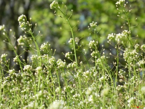 Пастушья сумка фото