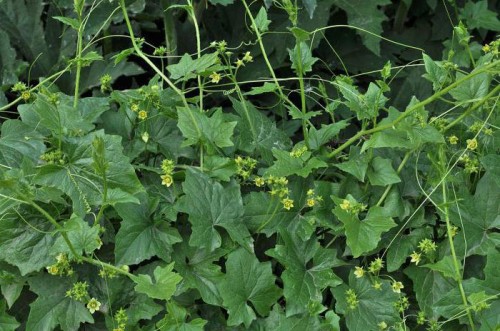 Переступень белый фото