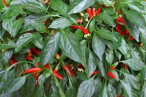 Перец однолетний фото